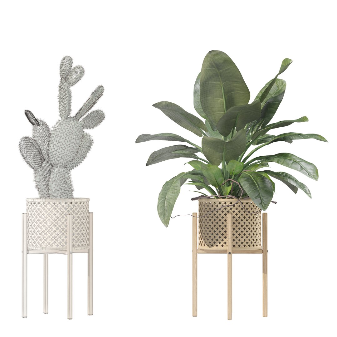 Plants collection 206 - alocasia strelitzia cactus philodendron 3D model https://p.turbosquid.com/ts-thumb/mr/Nv8bdF/jb/12/jpg/1717484892/1920x1080/fit_q87/bda56e96dbec726ce49e30405bf45c07d17493e9/12.jpg