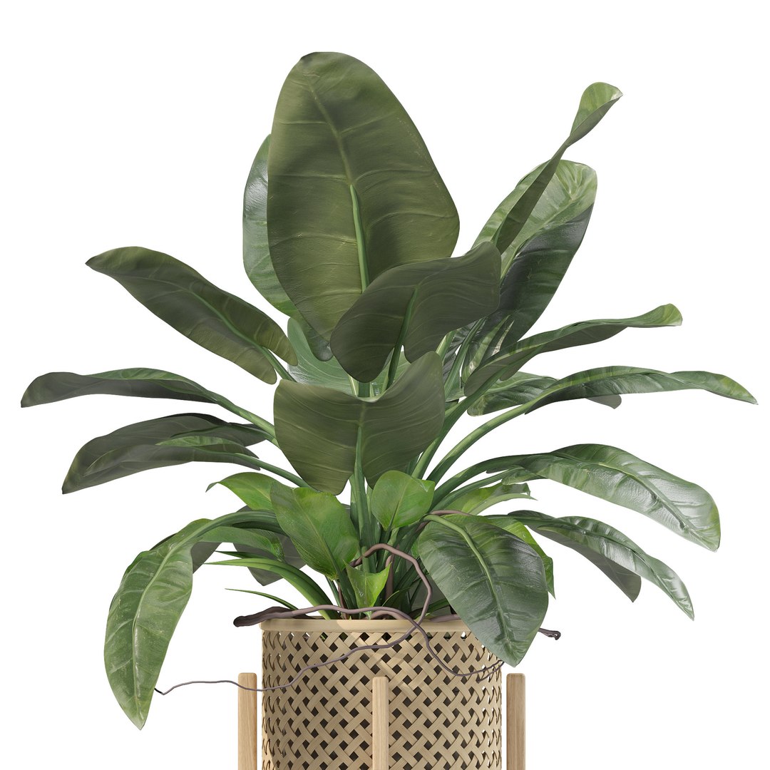 Plants collection 206 - alocasia strelitzia cactus philodendron 3D model https://p.turbosquid.com/ts-thumb/mr/Nv8bdF/xn/13/jpg/1717484893/1920x1080/fit_q87/e48c9c4432098be293c52ed60e54418318a30548/13.jpg