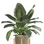 5 Modern Potted Grasses and Ivy Houseplants - Set 206