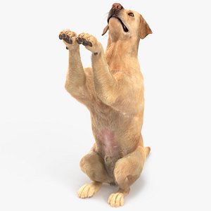 Begging White Labrador Dog Pose Fur Animated Rigged for Maya