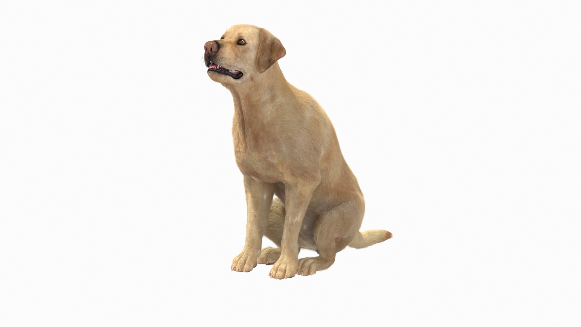 Begging White Labrador Dog Pose Fur Animated Rigged for Maya 3D model https://p.turbosquid.com/ts-thumb/mr/RU0uzl/VQ/begging_white_labrador_dog_pose_fur_animated_rigged_360/jpg/1755550135/1920x1080/turn_fit_q99/4bb3cbd0d57f60f20c7dcd3a3654415b71852cd5/begging_white_labrador_dog_pose_fur_animated_rigged_360-1.jpg