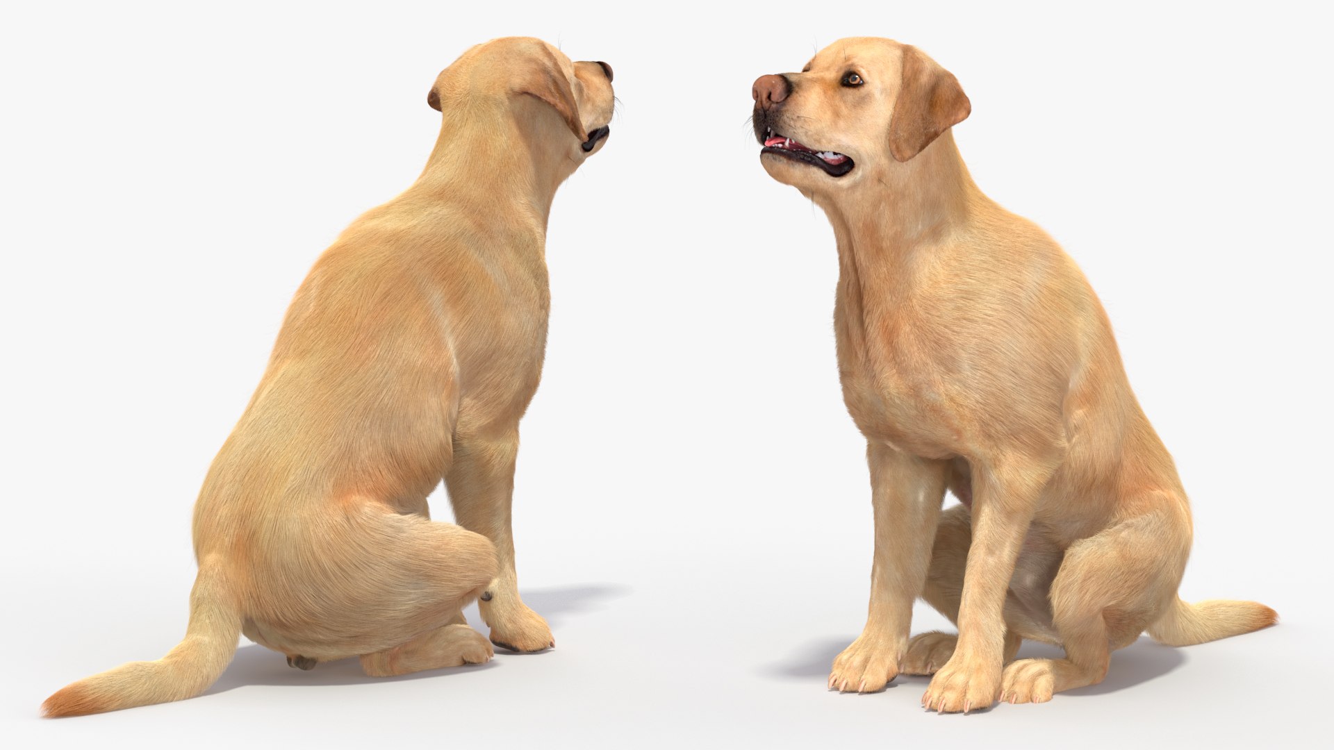 Begging White Labrador Dog Pose Fur Animated Rigged for Maya 3D model https://p.turbosquid.com/ts-thumb/mr/RU0uzl/XR/begging_white_labrador_dog_pose_fur_animated_rigged_007/jpg/1755550427/1920x1080/fit_q87/0d9855f304d3f8e84d232329a7d72a6332c7c9d5/begging_white_labrador_dog_pose_fur_animated_rigged_007.jpg