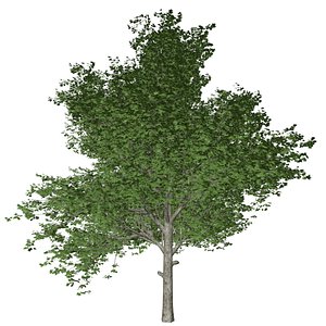 Red Maple Tree - 02 - 3D model