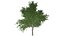 Red Maple Tree - 02 -