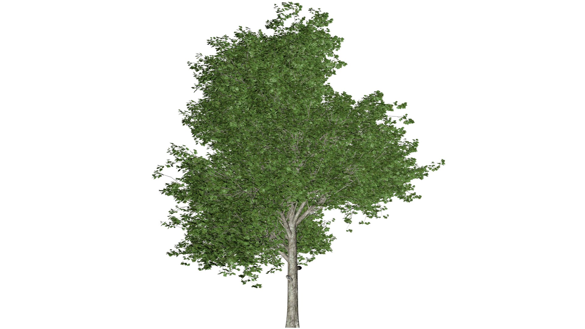 Red Maple Tree - 02 - 3D model https://p.turbosquid.com/ts-thumb/mr/Ru9ZXb/Xc/remap_2/png/1742300872/1920x1080/fit_q87/86b6d8e1c4427b7fd3265e62071b588483749f35/remap_2.jpg