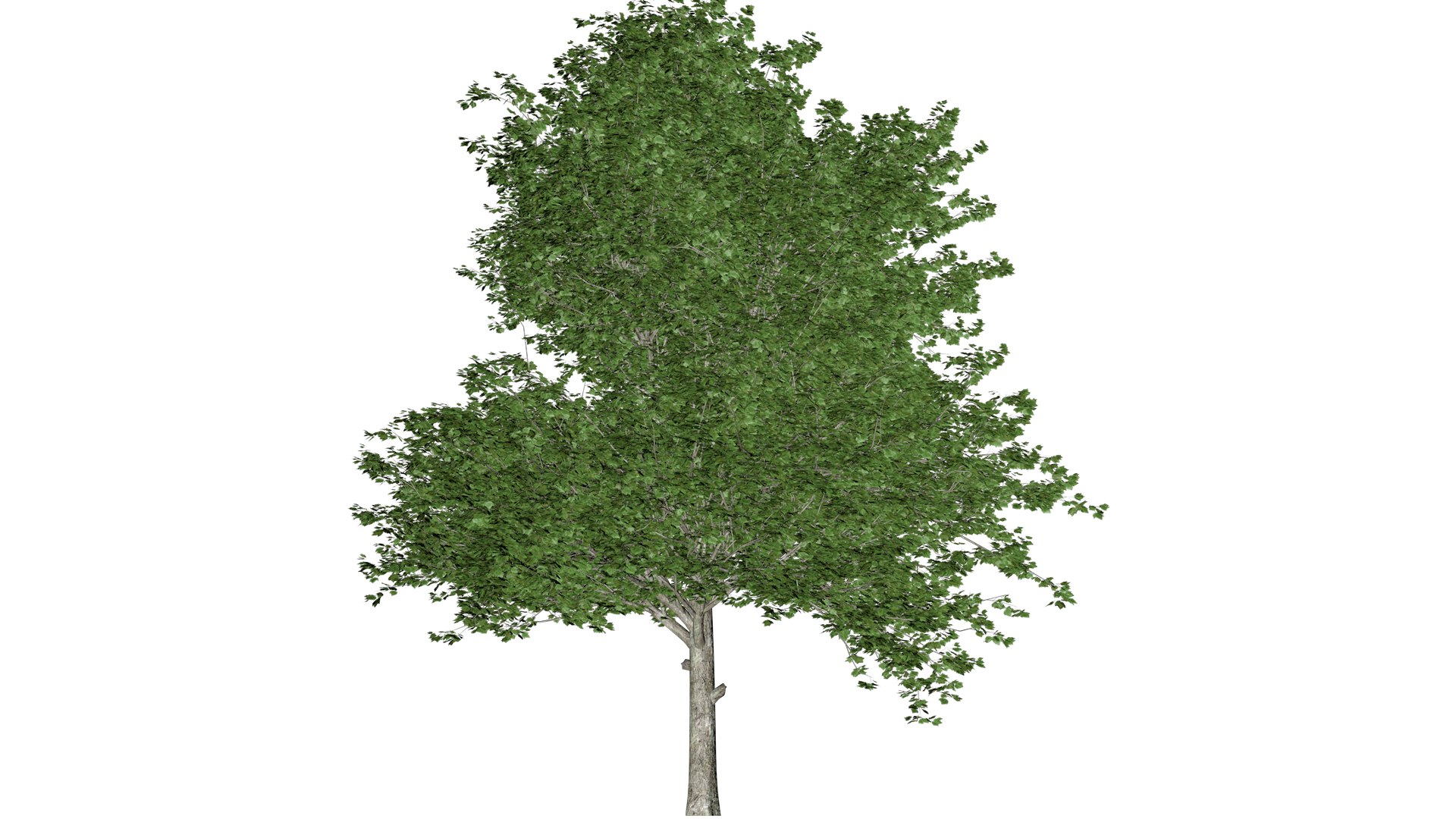 Red Maple Tree - 02 - 3D model https://p.turbosquid.com/ts-thumb/mr/Ru9ZXb/gb/remap_23/png/1742300874/1920x1080/fit_q87/f828bf08a6cc1a15c3b23fbffd6e0b7bfed87548/remap_23.jpg