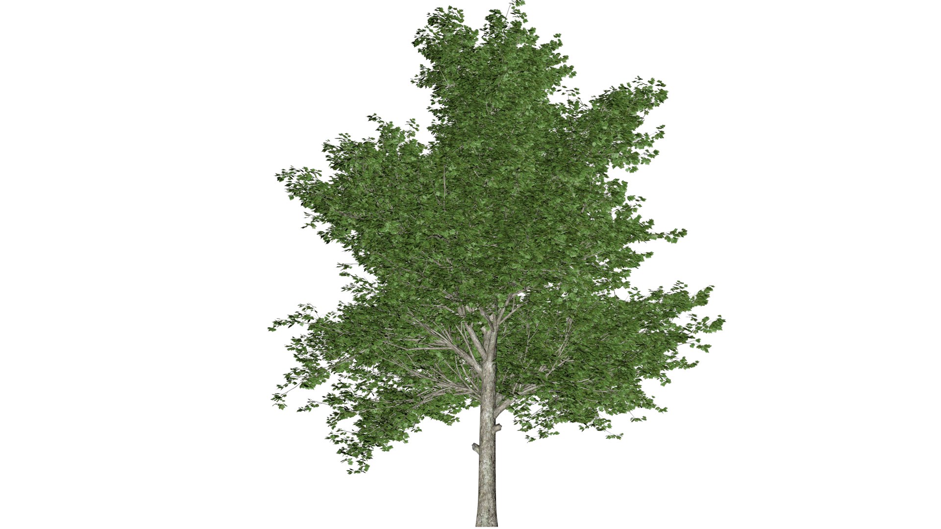 Red Maple Tree - 02 - 3D model https://p.turbosquid.com/ts-thumb/mr/Ru9ZXb/rZ/remap_21/png/1742300872/1920x1080/fit_q87/bb0fadaa7f5cabfcd4b2183924cffeff4b6607fc/remap_21.jpg