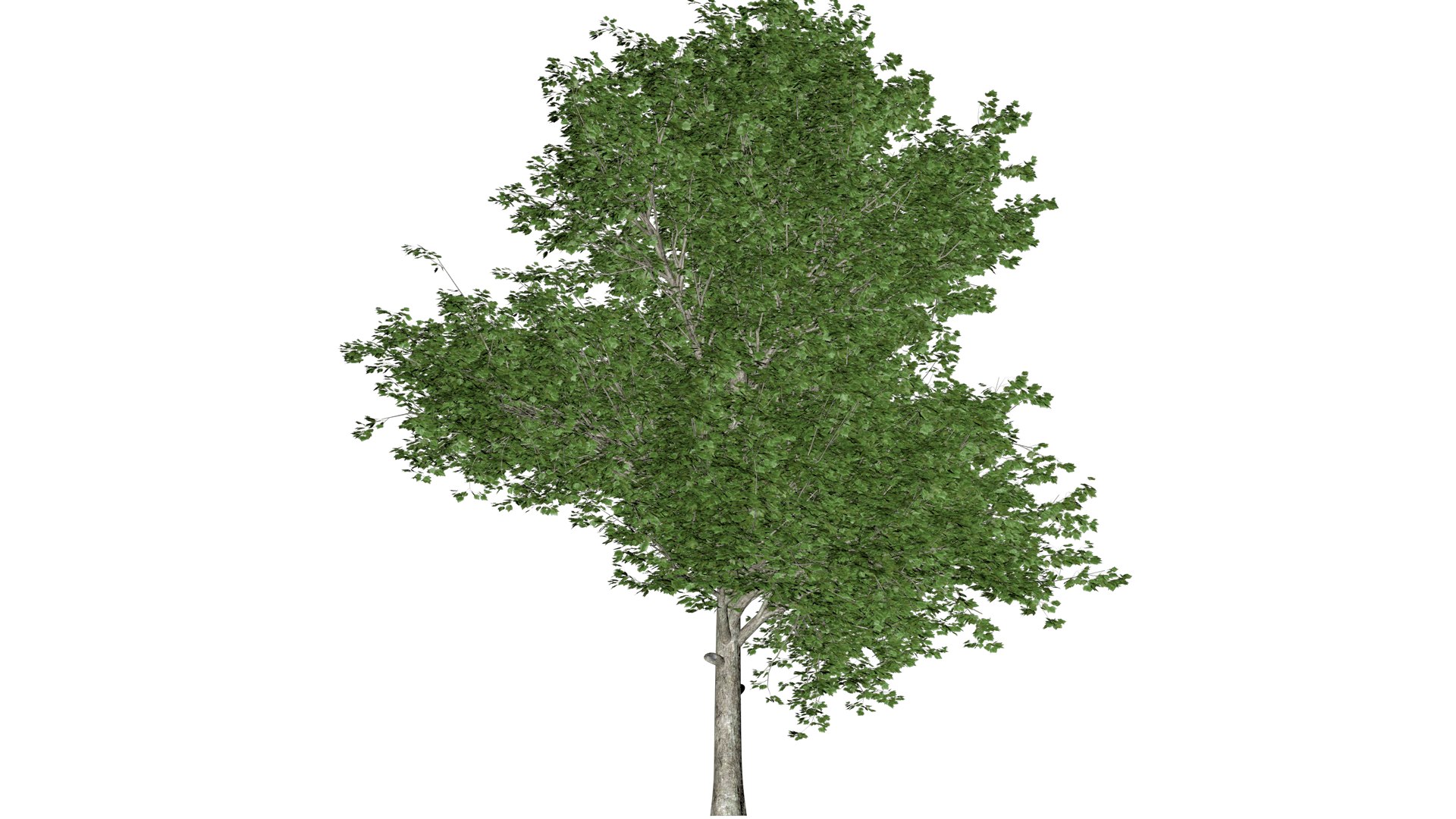 Red Maple Tree - 02 - 3D model https://p.turbosquid.com/ts-thumb/mr/Ru9ZXb/zV/remap_22/png/1742300873/1920x1080/fit_q87/8644074ad3483458e05e4d128125693414f892e8/remap_22.jpg