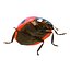 3d ladybug rigged animate model