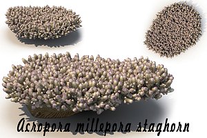 sea acropora millepora staghorn max