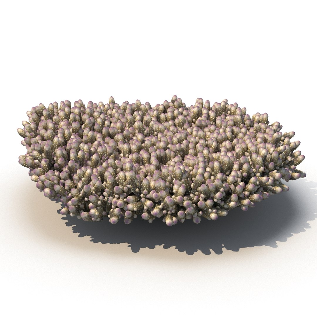 sea acropora millepora staghorn max https://p.turbosquid.com/ts-thumb/mr/aFSZvT/b7LgYKoK/3/jpg/1489735724/1920x1080/fit_q87/110b54b483e3cb887dd07a8509f22057d24a562b/3.jpg
