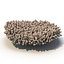Acropora millepora staghorn
