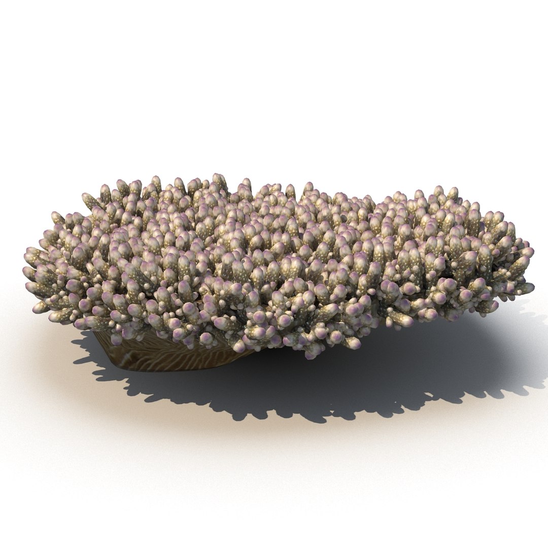 sea acropora millepora staghorn max https://p.turbosquid.com/ts-thumb/mr/aFSZvT/o1h7juCA/1/jpg/1489735724/1920x1080/fit_q87/9602febdb686ef2316e51b333c315f6e992f71d1/1.jpg