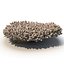 Acropora millepora staghorn