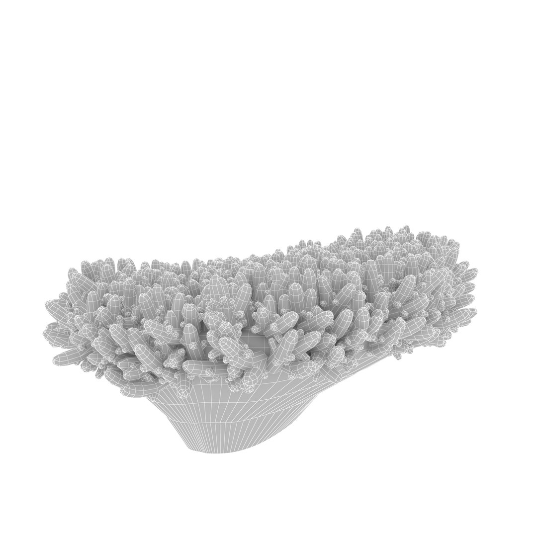 sea acropora millepora staghorn max https://p.turbosquid.com/ts-thumb/mr/aFSZvT/vDrwRWgA/grid/jpg/1489735724/1920x1080/fit_q87/31bf13aba61b1791588f11cd8ac03819a898b796/grid.jpg