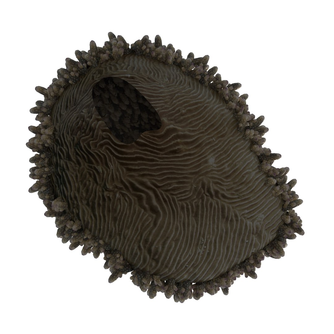 sea acropora millepora staghorn max https://p.turbosquid.com/ts-thumb/mr/aFSZvT/wi3Dz9hB/4/jpg/1489735724/1920x1080/fit_q87/1289d2019638dfdd0df920927fc868019b66ed3a/4.jpg