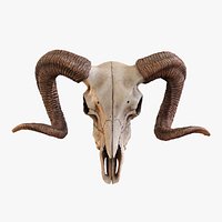 Bighorn Ram Skull