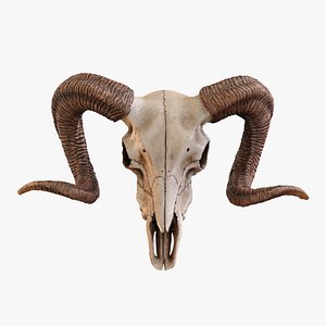 Bighorn Ram Skull
