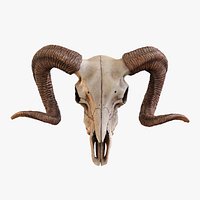Bighorn Ram Skull