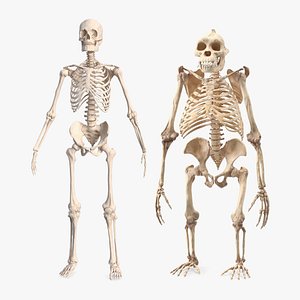 3D Human and Gorilla Skeletons Collection