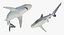 3D rigged sharks big model
