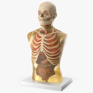 Human Ballistics Gel Torso on Stand