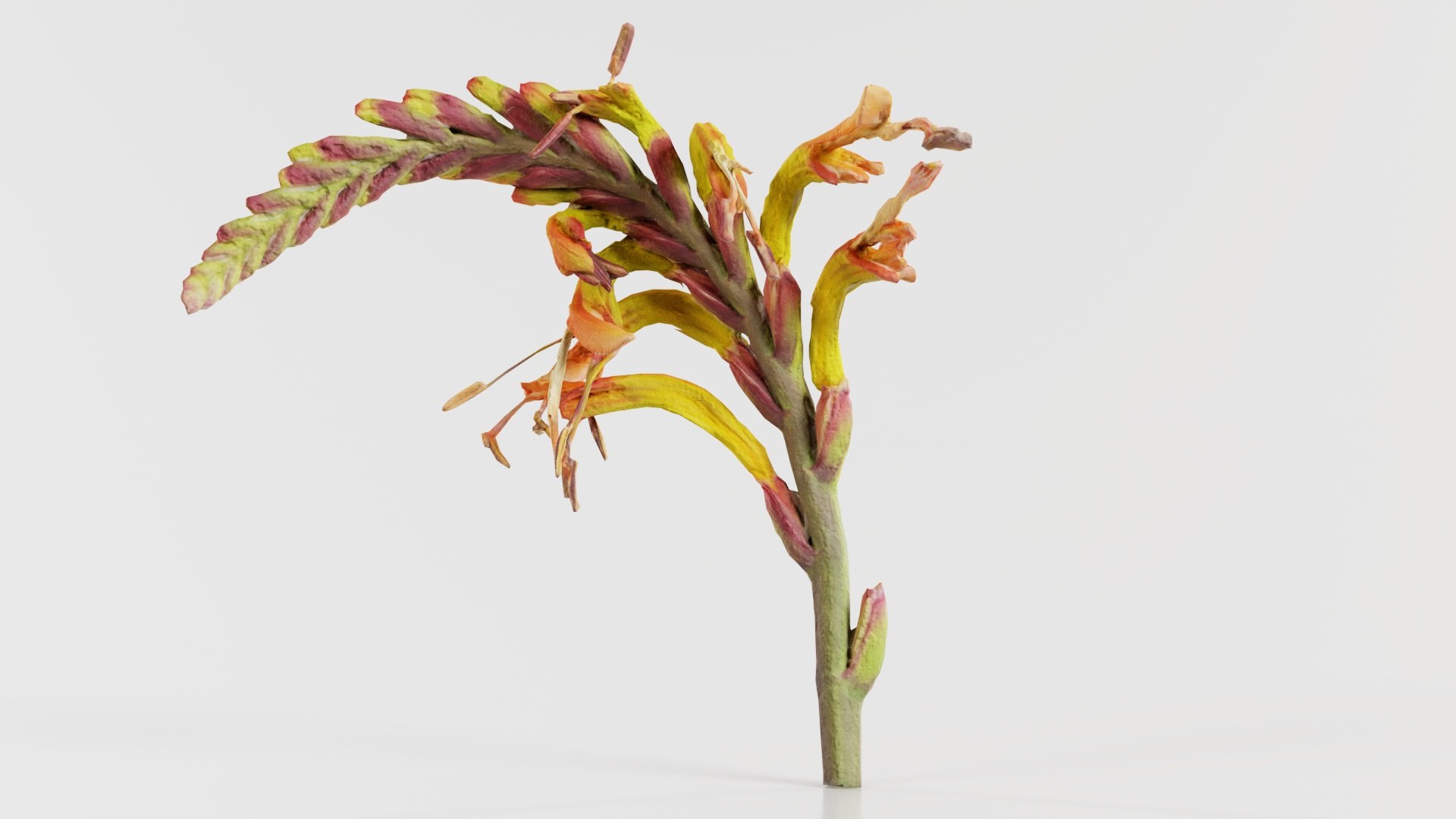 Close up African Flag Cornflag Chasmanthe Floribunda Remastered 3D model https://p.turbosquid.com/ts-thumb/ms/3XvWR7/6x/close_up_african_flag_cornflag_chasmanthe_floribunda_03/jpg/1740373086/1920x1080/fit_q87/57b18433fbe5cf0e7557962feaf1e4c18cab4e5f/close_up_african_flag_cornflag_chasmanthe_floribunda_03.jpg