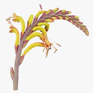 Close up African Flag Cornflag Chasmanthe Floribunda Remastered