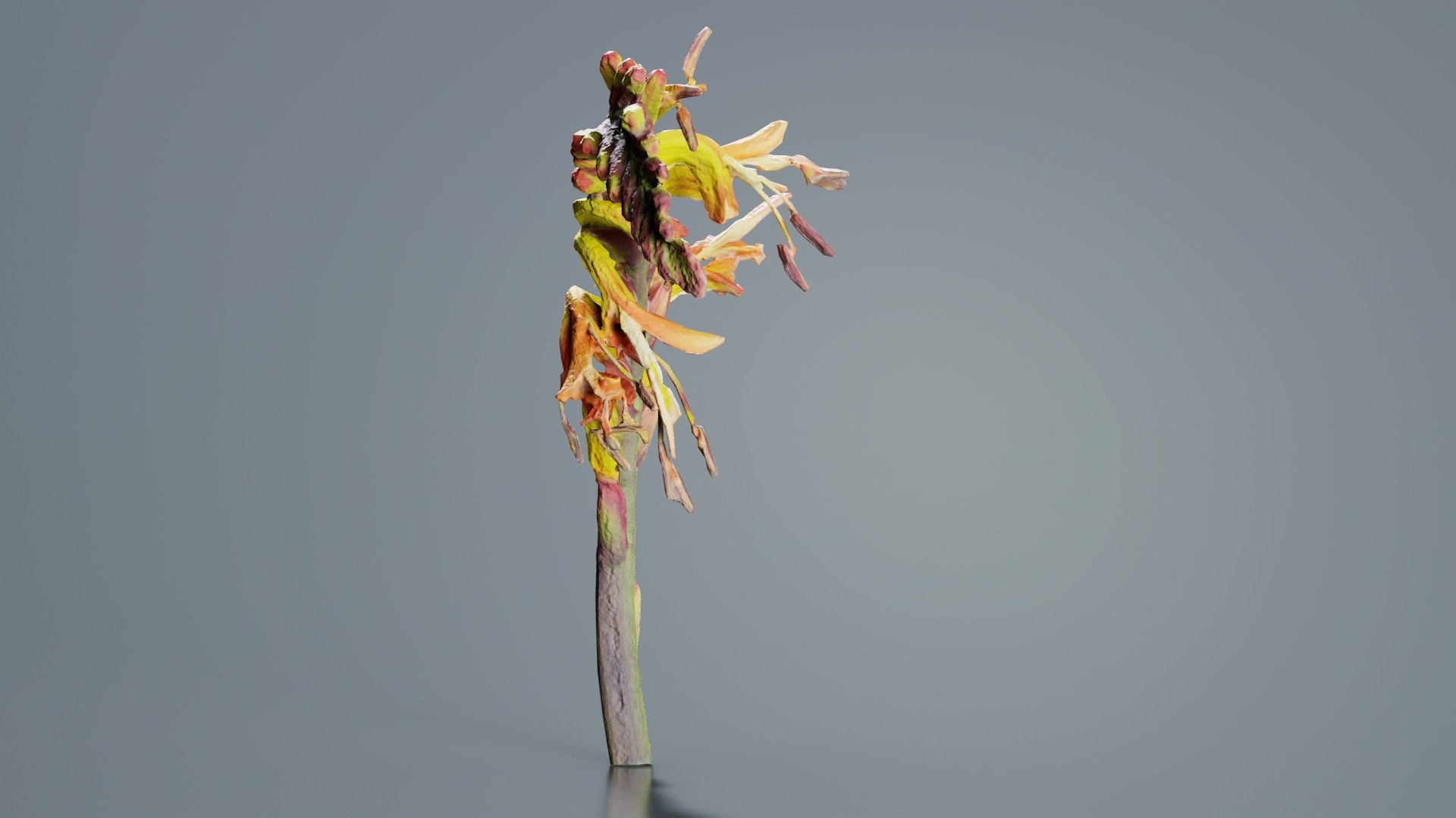 Close up African Flag Cornflag Chasmanthe Floribunda Remastered 3D model https://p.turbosquid.com/ts-thumb/ms/3XvWR7/rZ/close_up_african_flag_cornflag_chasmanthe_floribunda_02/jpg/1740373083/1920x1080/fit_q87/a7ff00a92791fb0f1fbbb5f6e6b6b868e1cee0f0/close_up_african_flag_cornflag_chasmanthe_floribunda_02.jpg