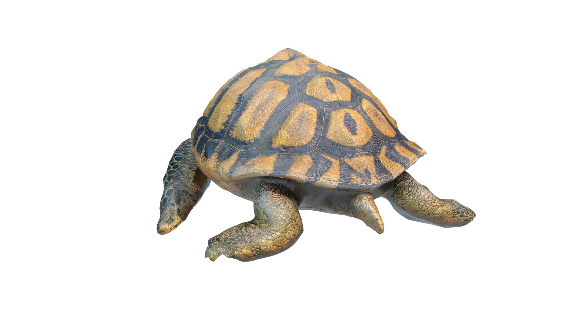 Turtle 3D Model - TurboSquid 2224381