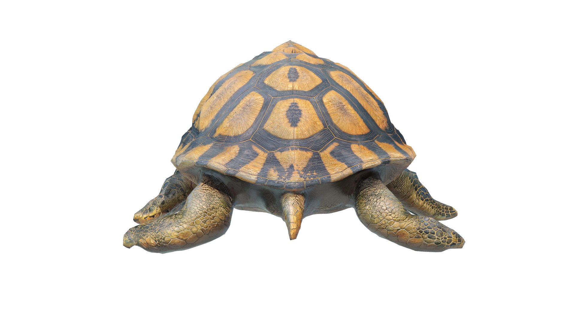 Turtle 3D Model - TurboSquid 2224381