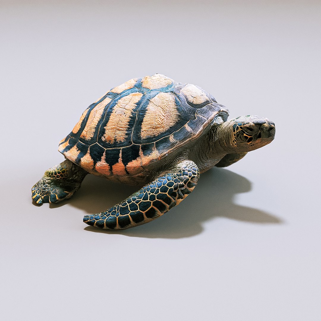 Turtle 3D Model - TurboSquid 2224381