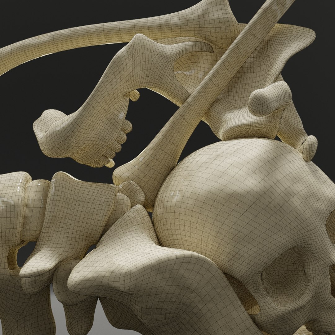 Letter G Bones Skeleton 3D Model - TurboSquid 1544892
