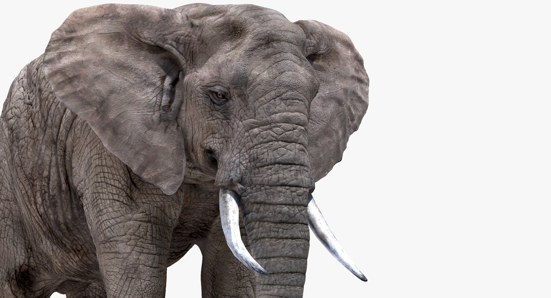 elephant nose 3D model https://p.turbosquid.com/ts-thumb/ms/HibDHl/0vu0wzyO/913/jpg/1511534401/1920x1080/fit_q87/c0903b384d008b9d17609000b6a37fe7d60f8e1b/913.jpg