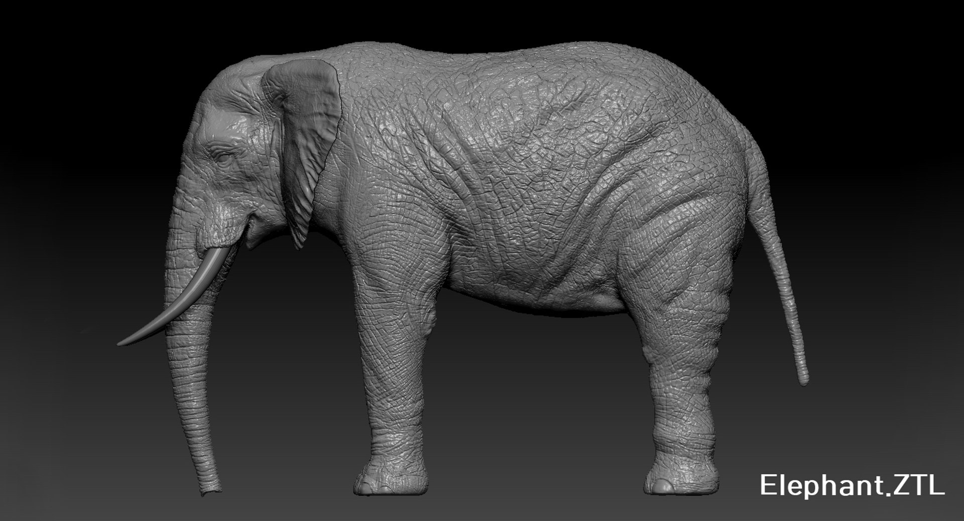 elephant nose 3D model https://p.turbosquid.com/ts-thumb/ms/HibDHl/3jKM1fQA/1001/jpg/1511371379/1920x1080/fit_q87/b82b7be62b523360f6208720c268703b91653c5b/1001.jpg