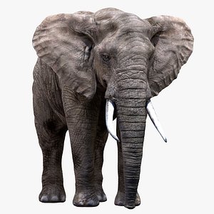 Elephant(Rigged)