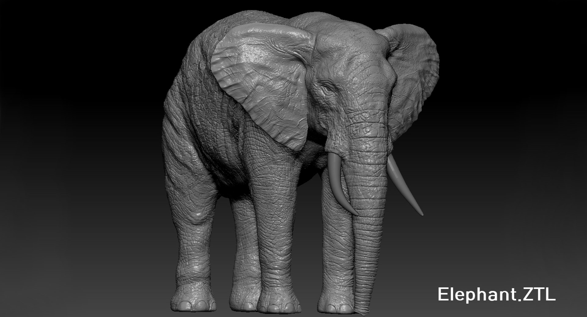 elephant nose 3D model https://p.turbosquid.com/ts-thumb/ms/HibDHl/Av81oy9c/1004/jpg/1511371379/1920x1080/fit_q87/baf9c12ac691a23baa84eb47f5df8a5362518da9/1004.jpg