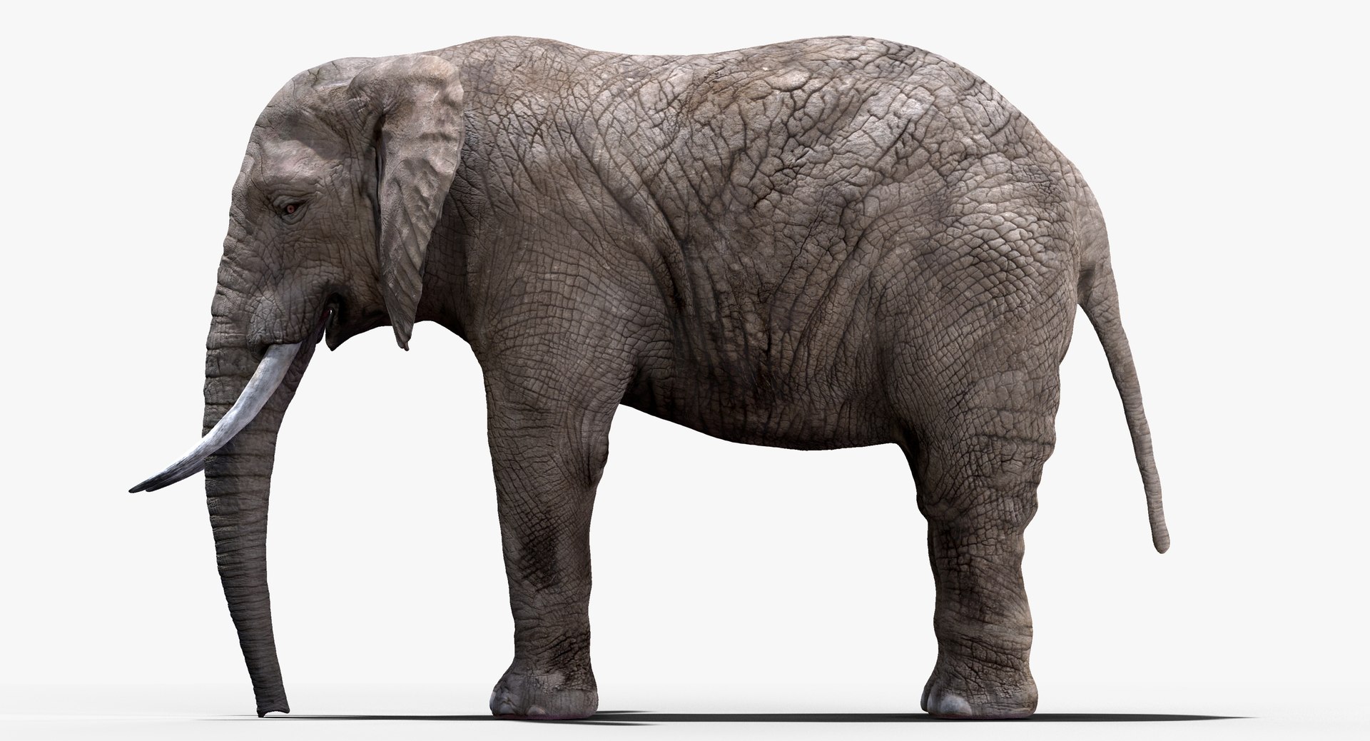elephant nose 3D model https://p.turbosquid.com/ts-thumb/ms/HibDHl/B0fxrQKY/906/jpg/1511611997/1920x1080/fit_q87/32c6f5d38c5459f2333b794c6b64ecc0e1e3b671/906.jpg