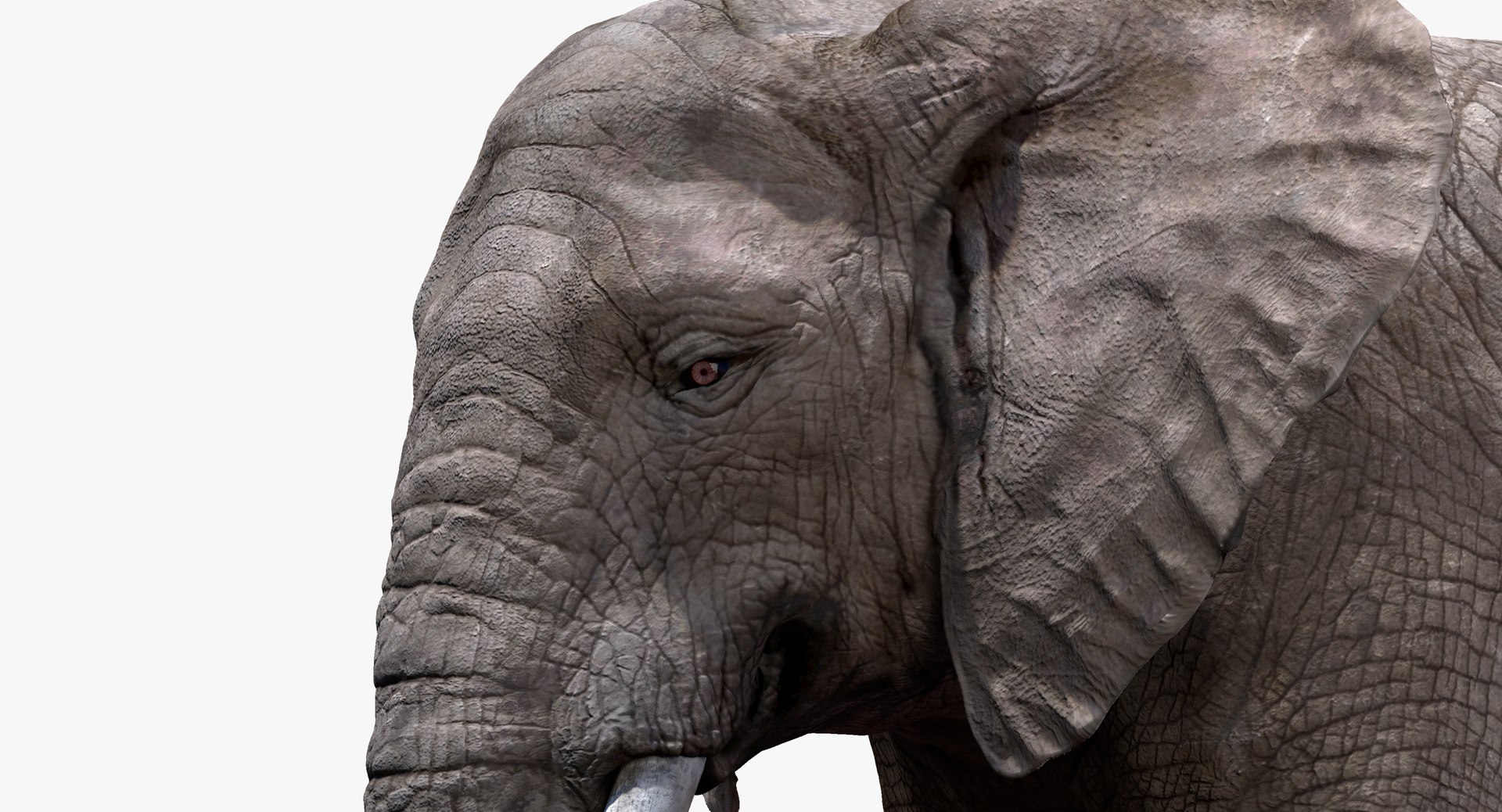 elephant nose 3D model https://p.turbosquid.com/ts-thumb/ms/HibDHl/EIWEjSF9/911/jpg/1511534401/1920x1080/fit_q87/75c9516d82b71eeaccc7c27bee50b0bcc2789f78/911.jpg