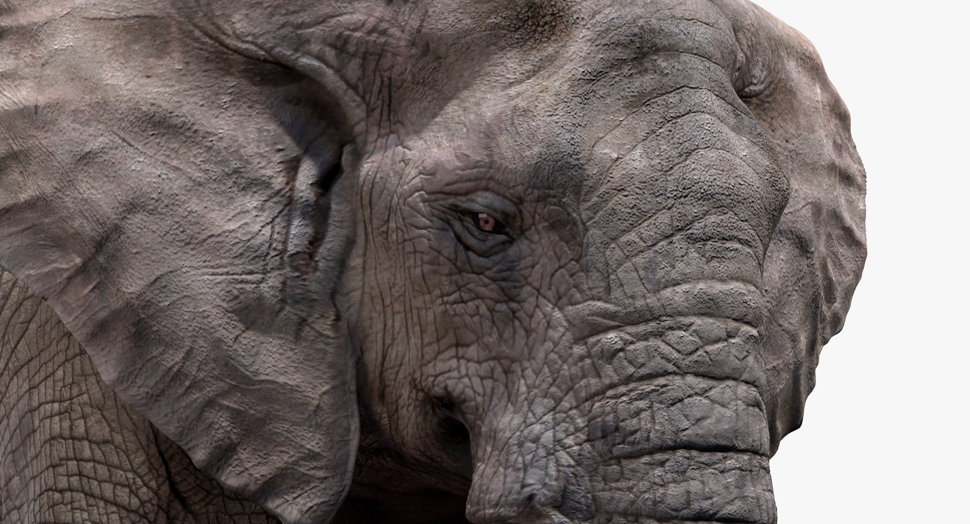 elephant nose 3D model https://p.turbosquid.com/ts-thumb/ms/HibDHl/GNM4TPA8/910/jpg/1511539702/1920x1080/fit_q87/d4f162389d8ea086844c55ac8475f3b0c3298c37/910.jpg