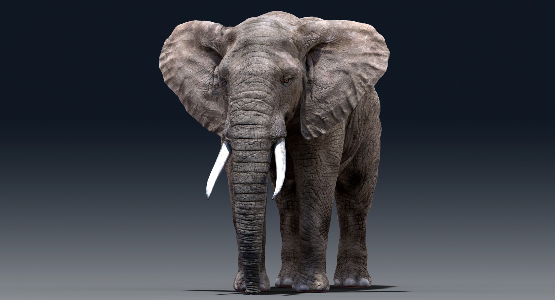elephant nose 3D model https://p.turbosquid.com/ts-thumb/ms/HibDHl/R2CcgfRs/90411/jpg/1511609057/1920x1080/fit_q87/18883d70d8ec6fad91147b8e0b630275bb3fb874/90411.jpg