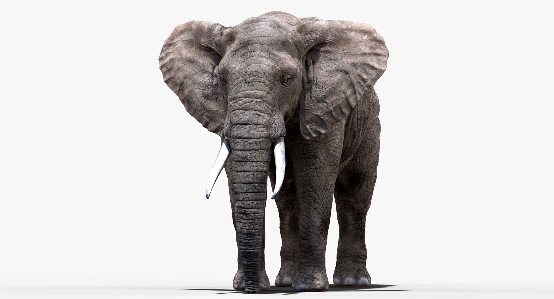elephant nose 3D model https://p.turbosquid.com/ts-thumb/ms/HibDHl/RZeivbY9/904/jpg/1511609057/1920x1080/fit_q87/9eb874a22ce7720e4ffe0d603d552aa8c78cd1f8/904.jpg