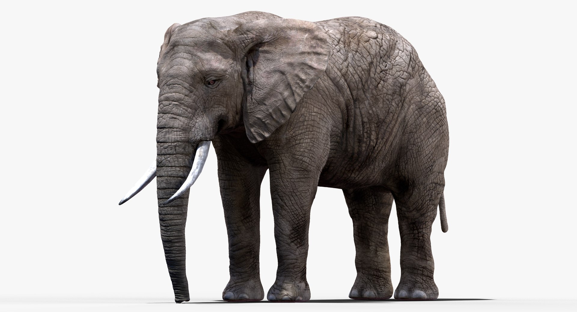 elephant nose 3D model https://p.turbosquid.com/ts-thumb/ms/HibDHl/TU0Swvhs/905/jpg/1511539647/1920x1080/fit_q87/5e29d44c1739a58da7db7740339a26964d5c06b0/905.jpg