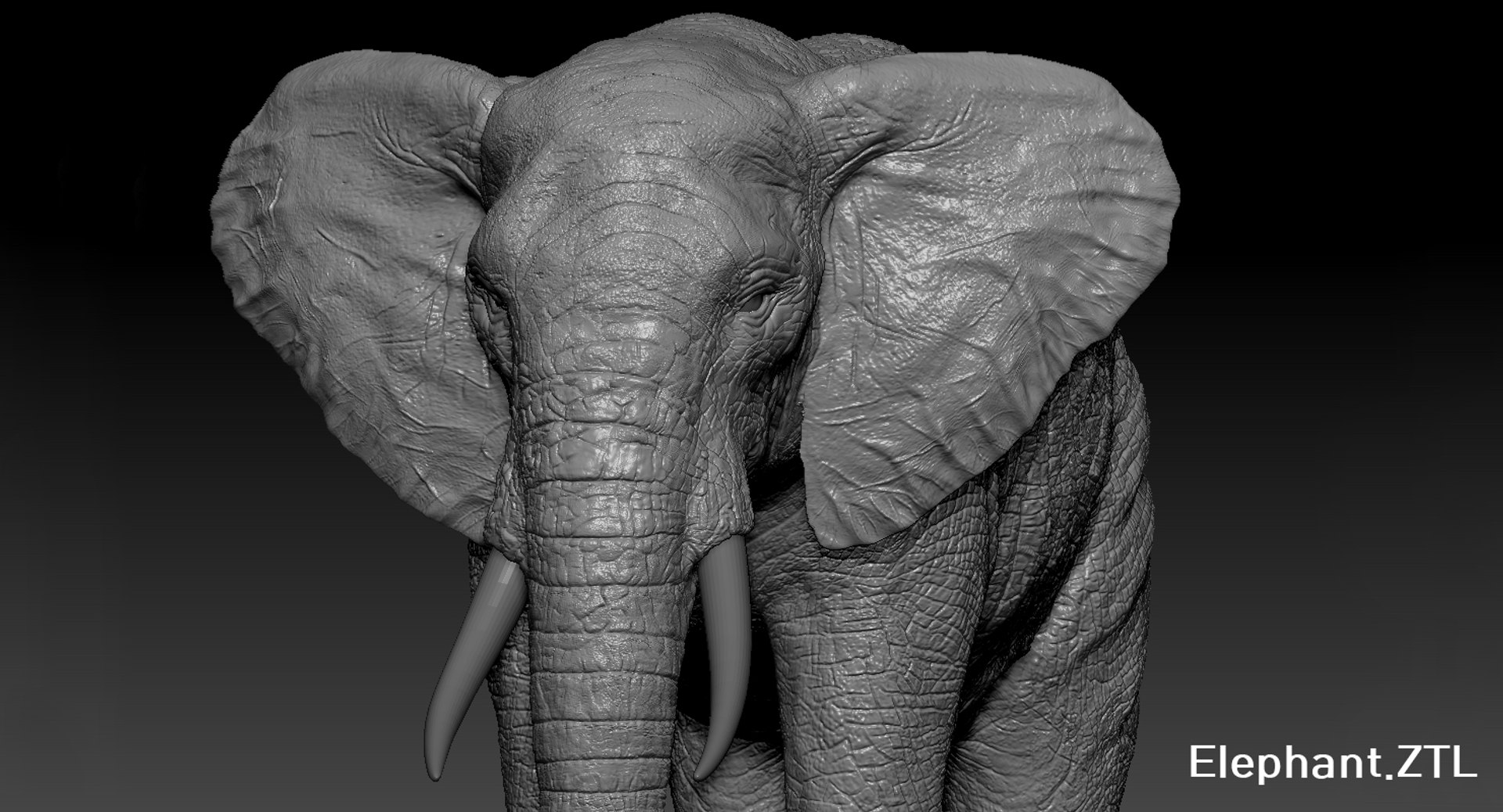 elephant nose 3D model https://p.turbosquid.com/ts-thumb/ms/HibDHl/eln6E42P/1005/jpg/1511371379/1920x1080/fit_q87/5183596bdbcc47be1b63de3a61965dac7260f6be/1005.jpg