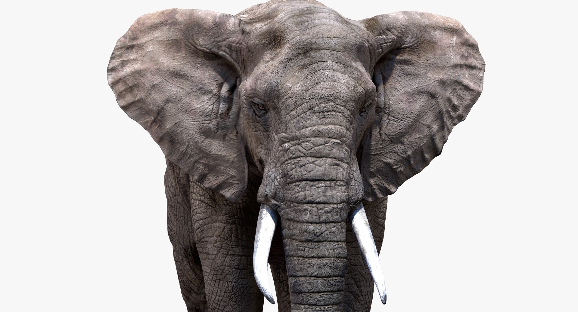 elephant nose 3D model https://p.turbosquid.com/ts-thumb/ms/HibDHl/gvvkHNDX/916/jpg/1511609175/1920x1080/fit_q87/278af41af80466bc351ffed41fa32d044c1555d7/916.jpg