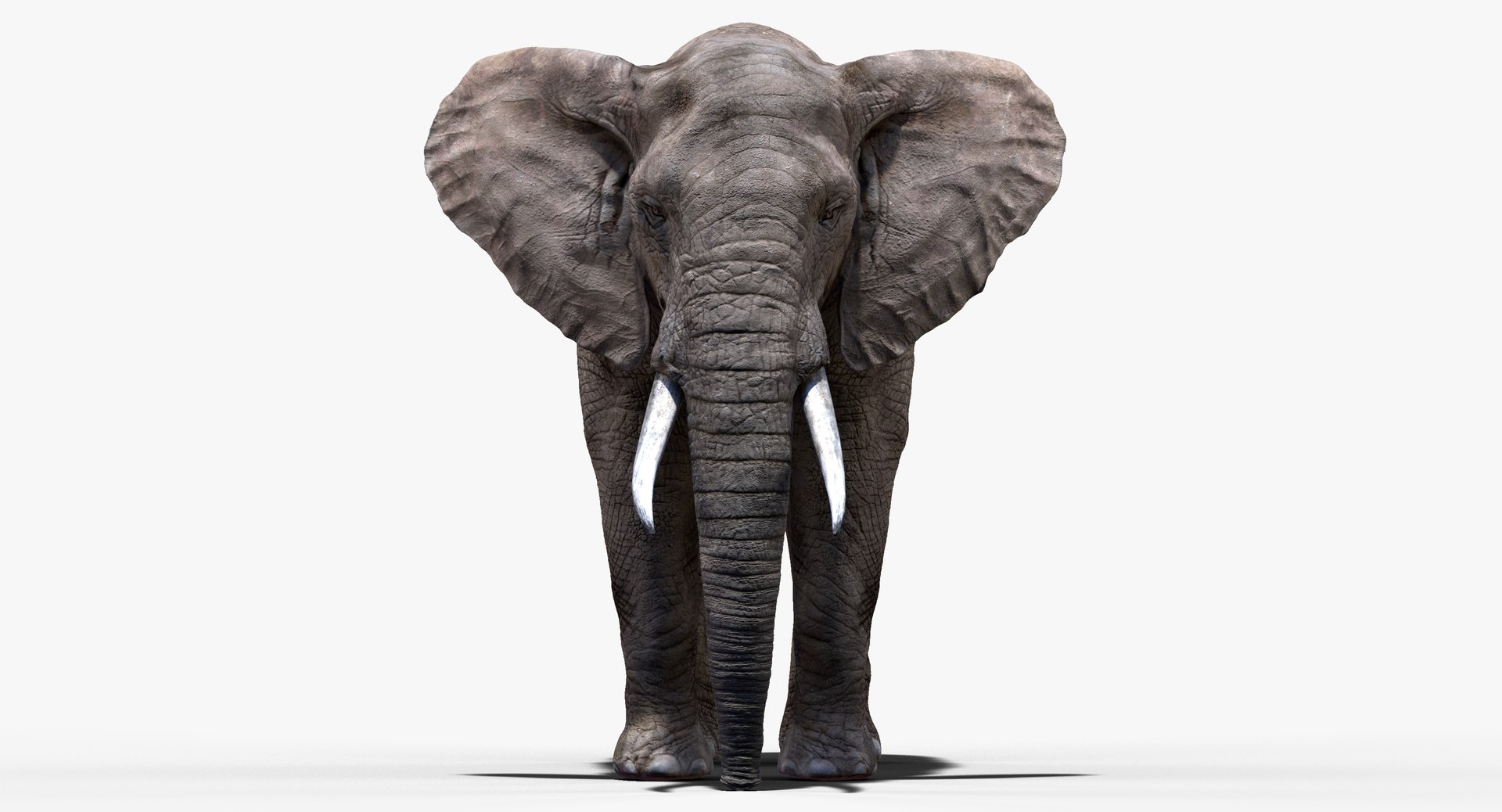 elephant nose 3D model https://p.turbosquid.com/ts-thumb/ms/HibDHl/o0imMknu/909/jpg/1511539735/1920x1080/fit_q87/cb19a0ffcbb4e0298598caca7c43d345cd446ad3/909.jpg