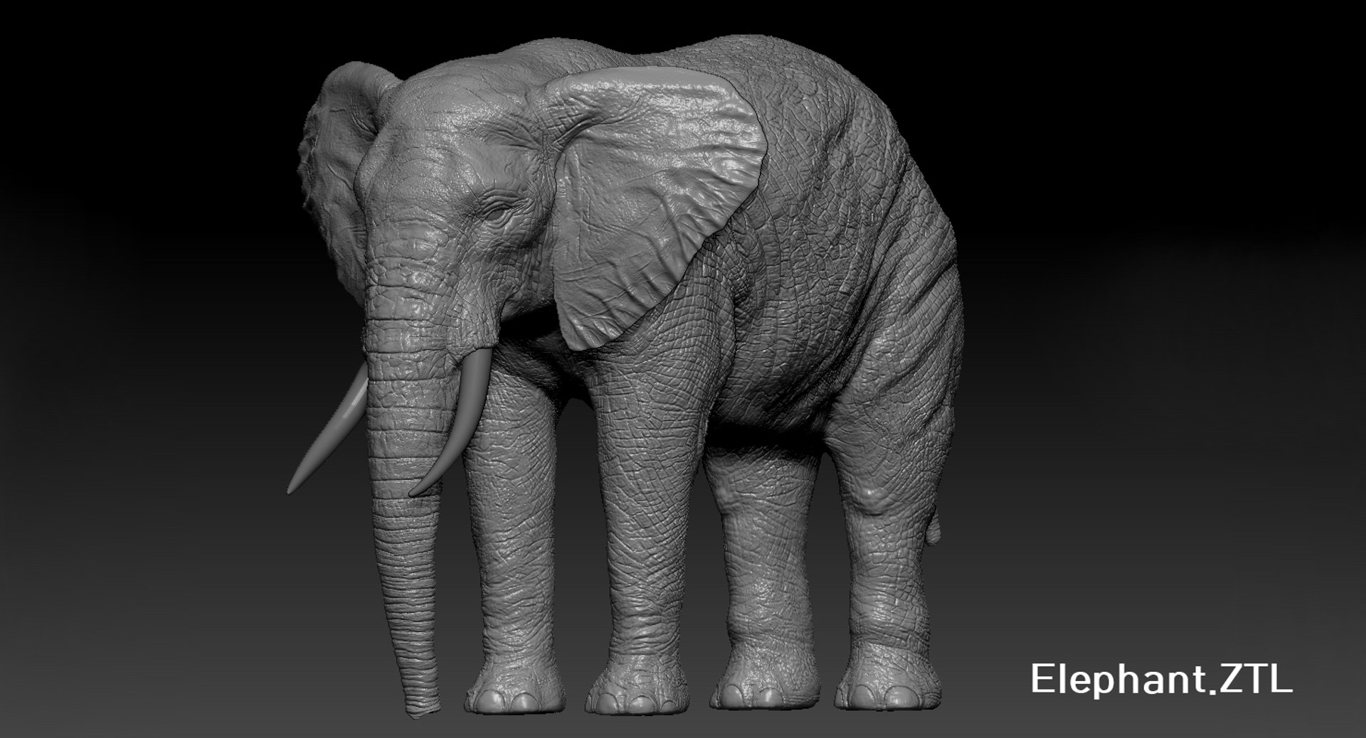elephant nose 3D model https://p.turbosquid.com/ts-thumb/ms/HibDHl/rwnD5Q1w/1003/jpg/1511371379/1920x1080/fit_q87/eb56acdaf6757872fcef140955d735014f46888c/1003.jpg