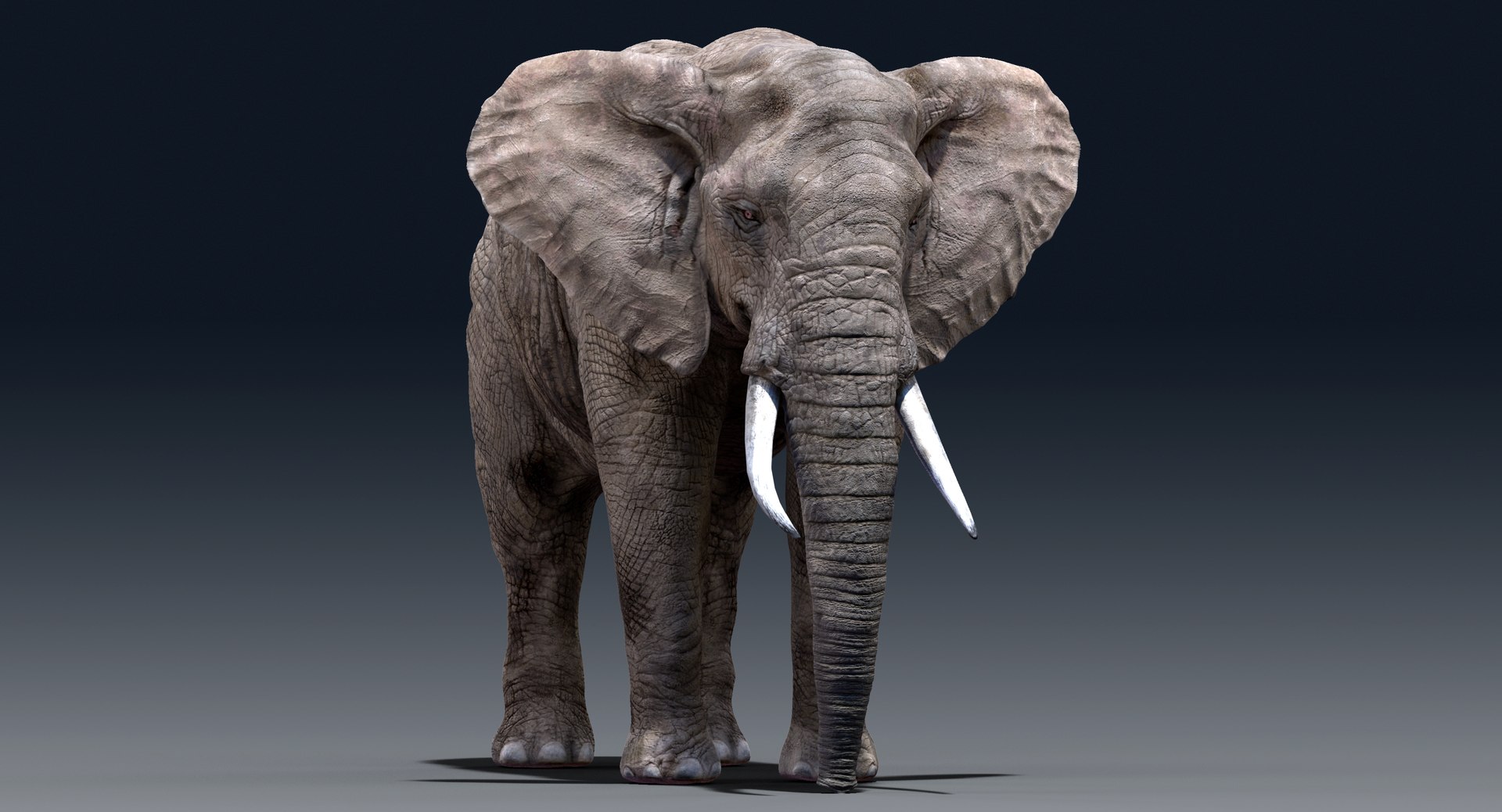 elephant nose 3D model https://p.turbosquid.com/ts-thumb/ms/HibDHl/sn6oqTzW/90331/jpg/1511609057/1920x1080/fit_q87/cf3014c615dbbe4154f0302bc11d7daafbf69f93/90331.jpg