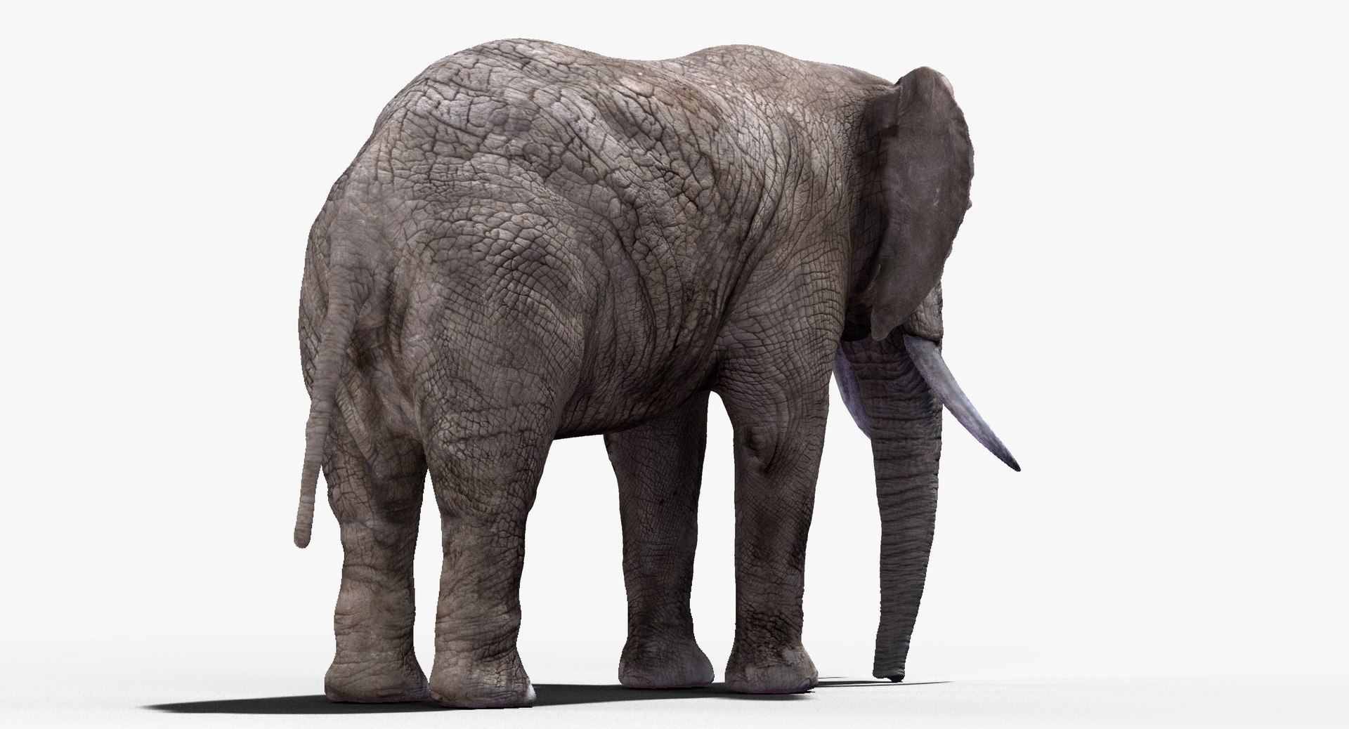 elephant nose 3D model https://p.turbosquid.com/ts-thumb/ms/HibDHl/vxnwDAQR/915/jpg/1511534401/1920x1080/fit_q87/ace6476a1f4d2bd41ea7c0ca2835b69b05671e83/915.jpg