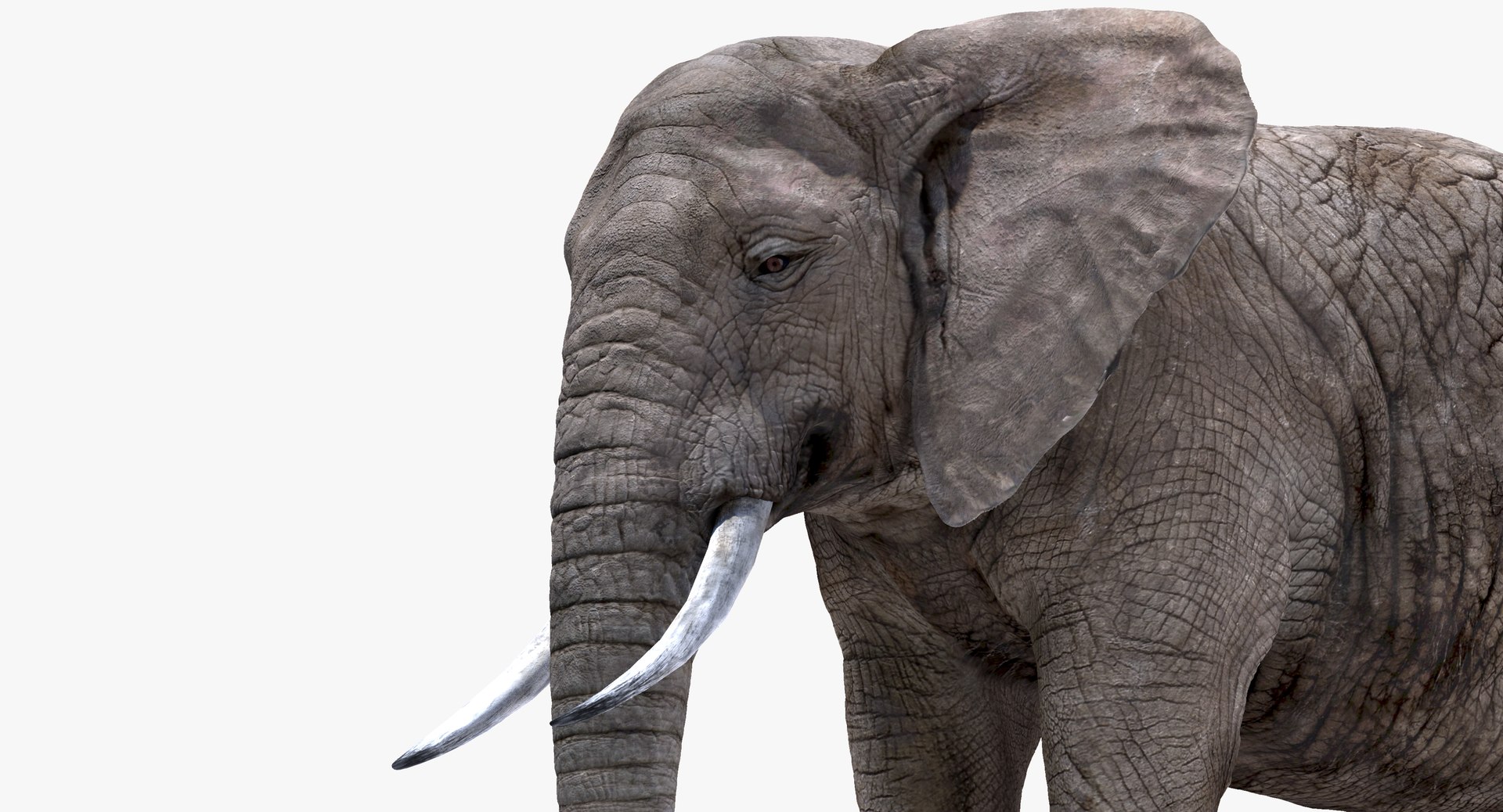 elephant nose 3D model https://p.turbosquid.com/ts-thumb/ms/HibDHl/wGdGPa0U/912/jpg/1511534401/1920x1080/fit_q87/6b016b3b62ed424ca02c3c7409bc1d6f632e1a66/912.jpg